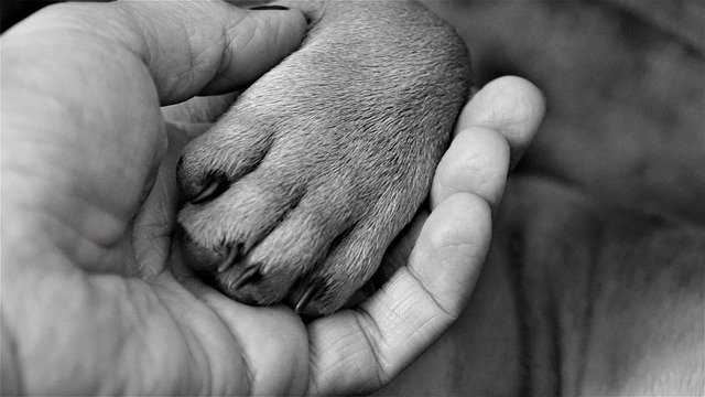 End of life care for pets is always loving and thoughtful.