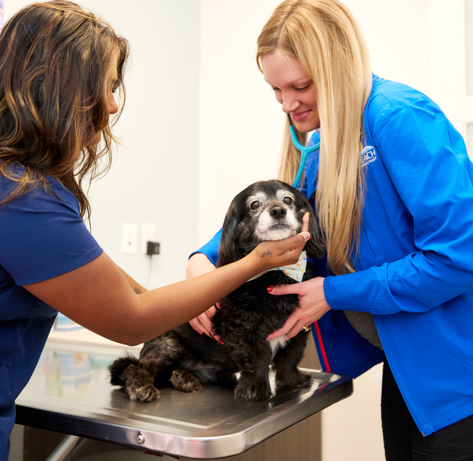 Dog being treated on exam table at Bay Beach Veterinary Emergency Hospital