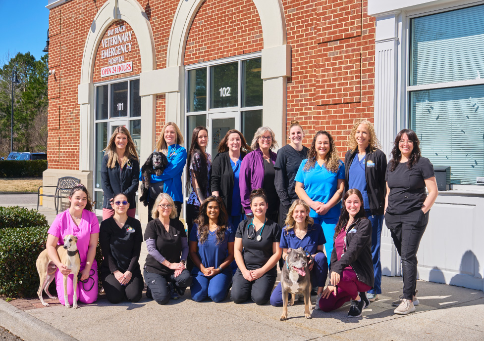 Life at Bay Beach Veterinary Emergency