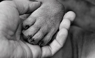 End of life care for pets is always loving and thoughtful.